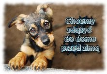 Jakie to smutne :(śliczny piesio