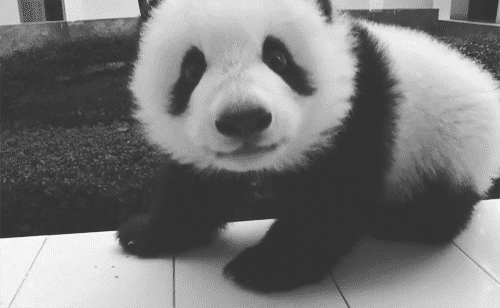 Panda!