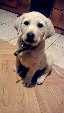 Mój kochany piesio <3