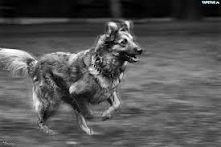 Czym dla ptaka są skrzydła, tym dla człowieka przyjaźń: wznosi go ponad proch ziemi.