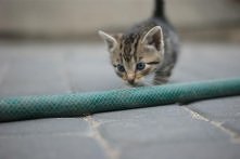 mój kochany kotek <3