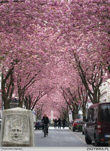 tunel z kwitnących wiśni