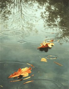 Lubicie deszczyk? Za oknem ...