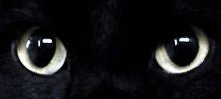 Cat's eyes