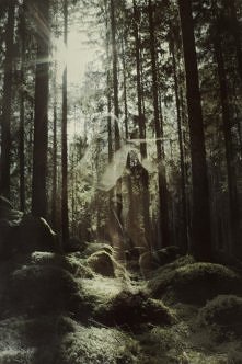 forest spirt