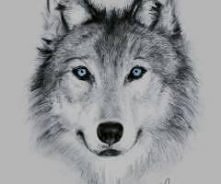 Niebieskie oczy zaświeciły w ciemności
W lesie nadal brzmiał skowyt i huk strzału