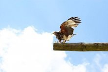 Sokół, Stara Lubovna ;)