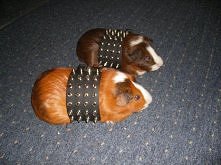 Guinea pigs gone wild
