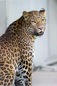 meow :D