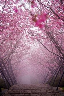 Cherry Blossom Bridge, Kiot...