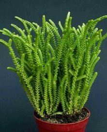 CRASSULA MUSCOSA (C. LYCOPOIDES)