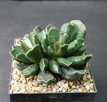 Adromischus cristatus, Sukkulenten
