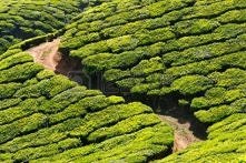 Tea plantations