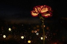 Gillyflower & rainy day