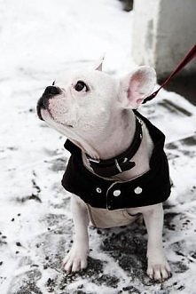 Bulldog Francuski