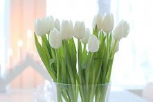 Tulipany. I love it!