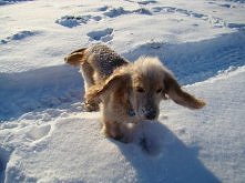 Wytarzanko w śniegu <33