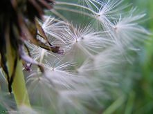 Ulotność, wystarczy delikat...