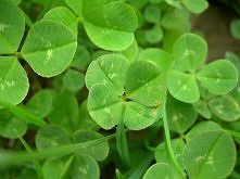 Szczęście, daje tyle szczęście co niejeden amulet :)