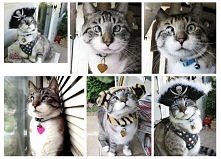 Kot z zezem przeurocze <3