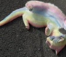 Rainbow Cat