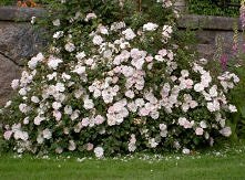 'Stanwell Perpetual' - przecudnie pachnąca róża