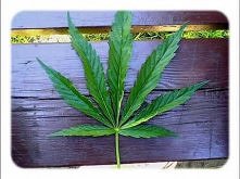 Vavamuffin - Smoking