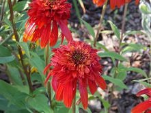 Jeżówka Hot Papaya