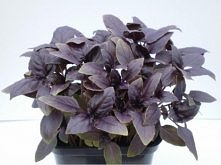 JEMY TEŻ OCZAMI;-) czyli op...