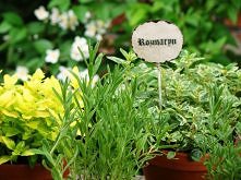 #11 to bycie ratunkiem z każdej opresji. Nawet jeżeli chodzi o padające roślinki bo właściciel zapomniał o nie dbać