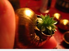 Rojownik pospolity przesadz...