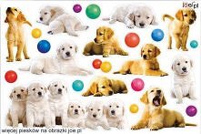 dużo pieskuf [.].[.]