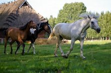Podlasie i biegnące konie :)