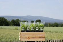 Świeże EKO ZIOŁA z dostawą ...