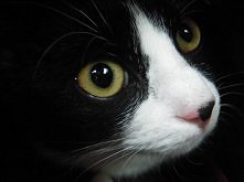 Moja kochana kicia :)