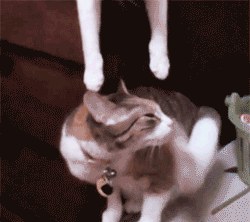 /////