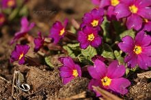 Pierwiosnek gruziński - Pri...