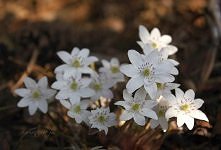 Hepatica nobilis ALba - prz...