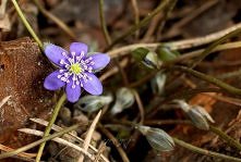 Hepatica nobilis - przylasz...
