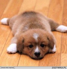 On ma mnie budzić codziennie do szkoły...