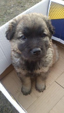 pomóżcie w wyborze imienia dla mojej suczki :)