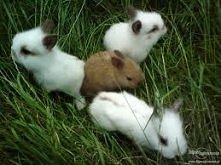 OOOOO....  Słodziaśne!!