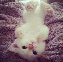 Umarłam :O słodziak!