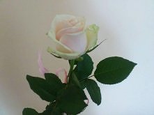 ...chyba wszystkie je lubim...