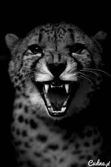 taki większy kociak :)