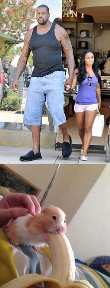 Banan w małym chomiku