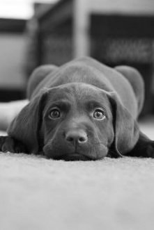 często oczy zwierząt wygląd...