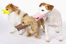 hhahaha kaganiec dla psa XDD