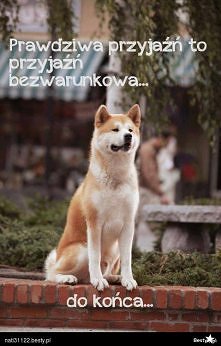 Mój przyjaciel Hachiko <3