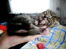 Takie malutkie i takie słodziutkie *-*